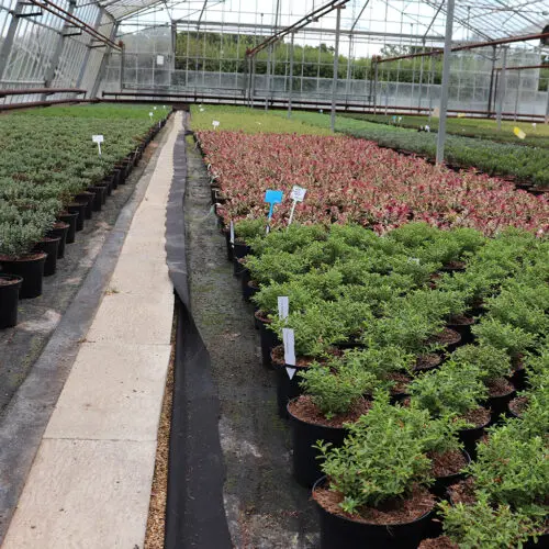 Chapel Cottage Plants