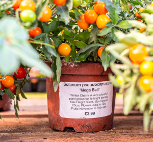 Plant Pot Labels - Plant Health