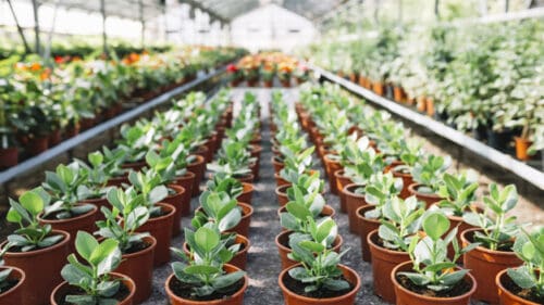 Rows of Potted Seedlings in Greenhouse
