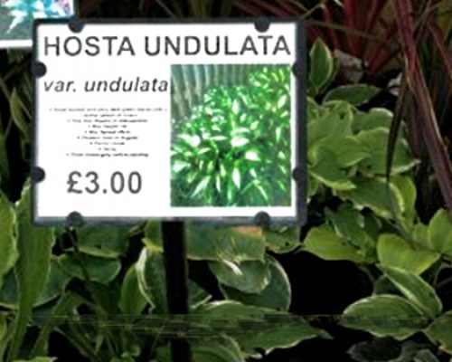 Bed Cards Bed card identifying Hosta Undulata