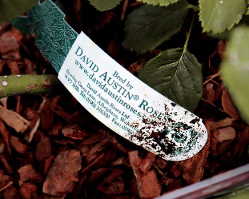 Loop-Lock Labels David Austin Roses bespoke loop lock label