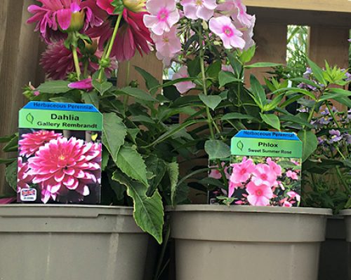 Plant Picture Labels Plant picture stick-in label in plant pot