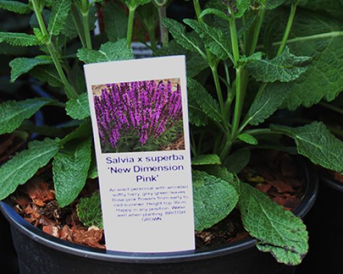 Stick In’s Stick-in label in plant pot